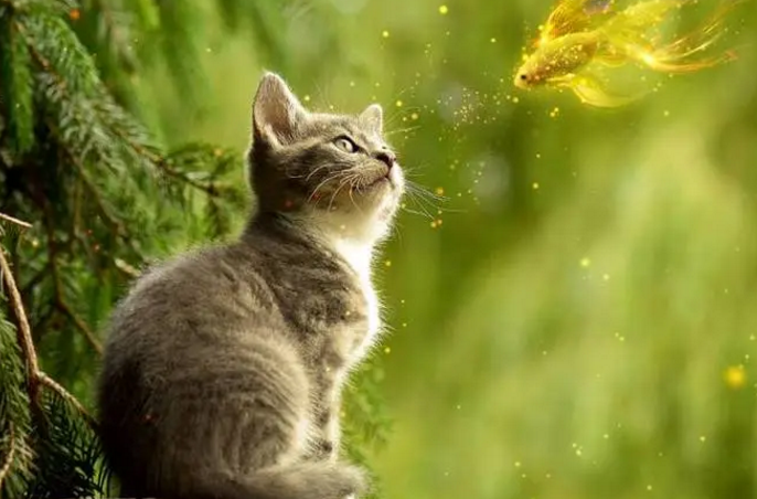 小猫的世界下起了小鱼