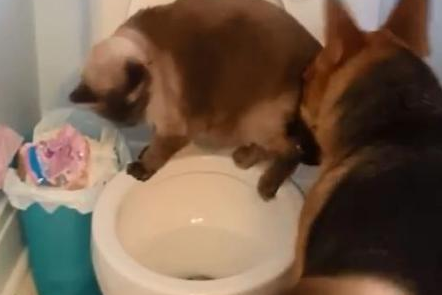 玩太嗨也不好，当狗狗把猫咪推下马桶那一刻，就知道自己完蛋了