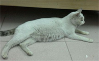母猫怀孕拉稀正常吗