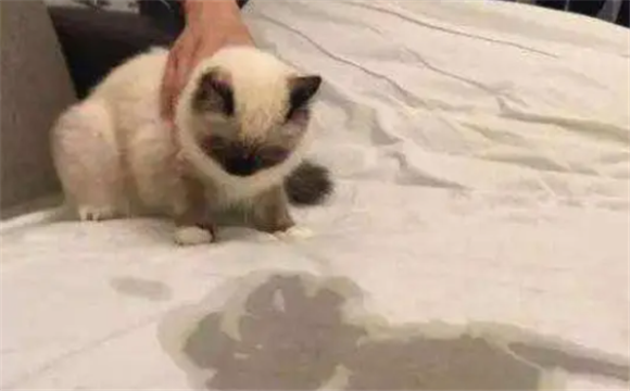 用什么办法防止公猫到处抖尿 用什么办法防止公猫到处抖尿