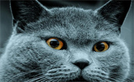 什么品种的猫长不大又好养