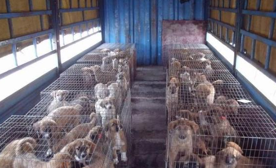 贵州哪里有肉狗养殖基地 贵州哪里有肉狗养殖基地