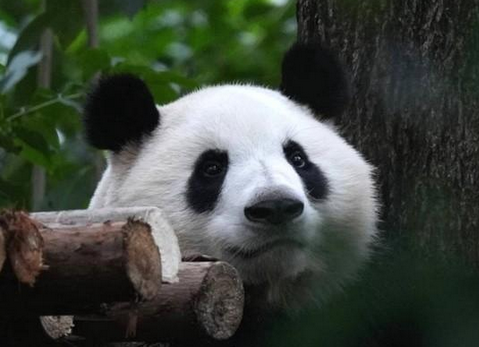 大熊猫，一种温和的动物