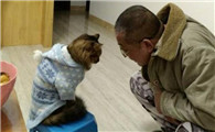 为什么父母不让养猫