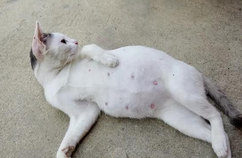 母猫没生完的迹象