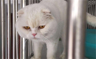 闹猫为什么叫的那么凄惨