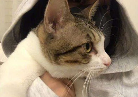 闹猫一年几次