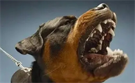 家狗携带狂犬病毒的几率