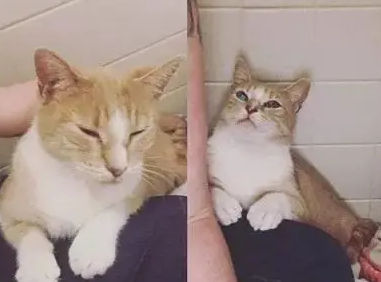 主人收养流浪橘猫，没多久生下一窝小猫，狗狗闹着要“当爸”