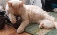 猫用头蹭鞋