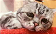 送走猫咪后总想哭是为什么