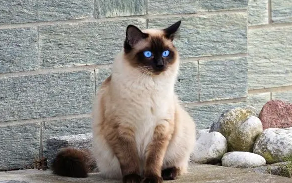建成猫属于什么品种