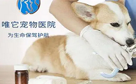 唯它宠物医院是连锁的吗
