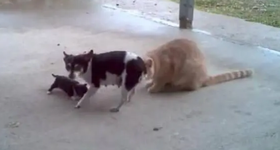 小奶狗出门碰到两只大橘猫,狗妈妈霸气救子姿势超帅,主人看呆了 小奶狗出门碰到两只大橘猫,狗妈妈霸气救子姿势超帅,主人看呆了