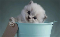 小猫咬主人手是为什么