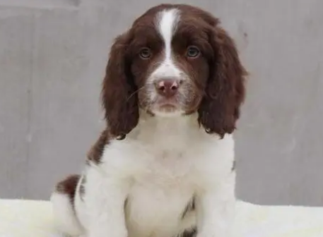 英国跳猎犬智商排行