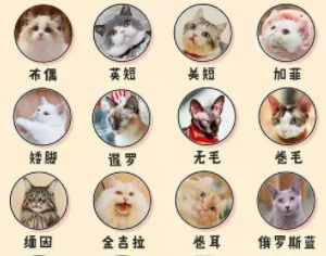 猫种类大全及名称 猫种类大全及名称