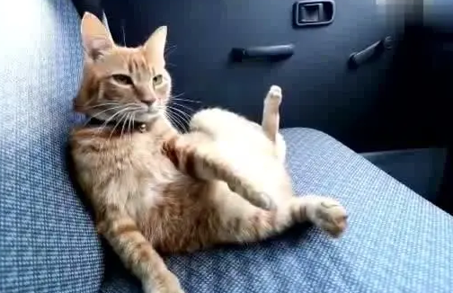 猫坐客车放行李仓会死吗