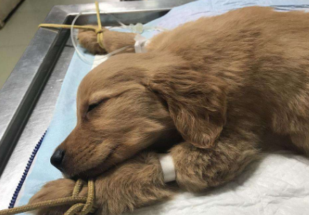 木糖醇毒死狗的方法