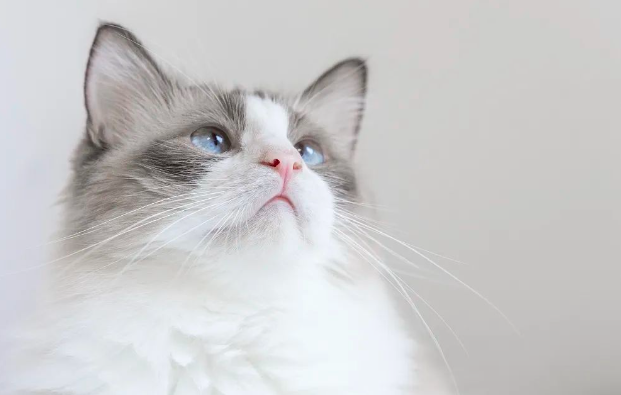 【探究】猫咪的呼噜声可以催眠？尊嘟假嘟？