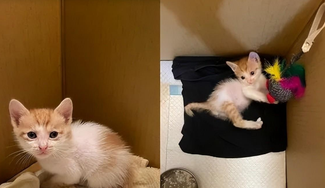 发现家中多了只流浪小奶猫,还是心心念念的橘猫,缘分来了啊! 发现家中多了只流浪小奶猫,还是心心念念的橘猫,缘分来了啊!