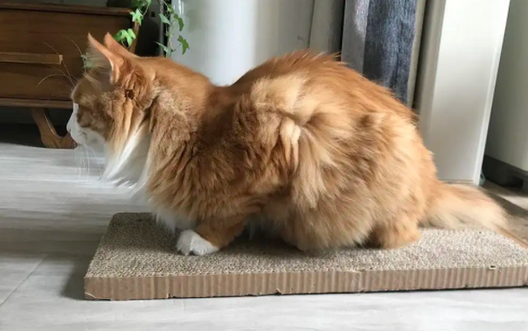 母猫老是弓着腰是什么意思 母猫老是弓着腰是什么意思