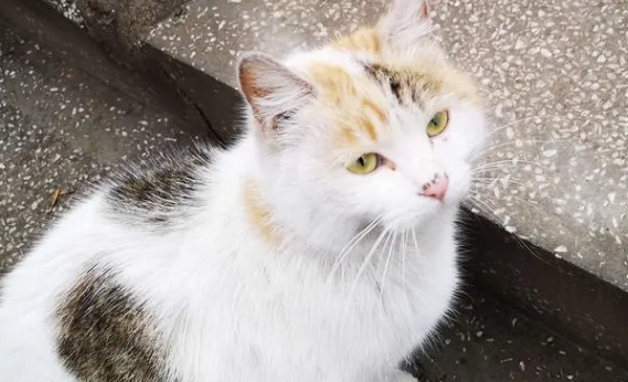 流浪猫成群!到底该怎么管? 流浪猫成群!到底该怎么管?