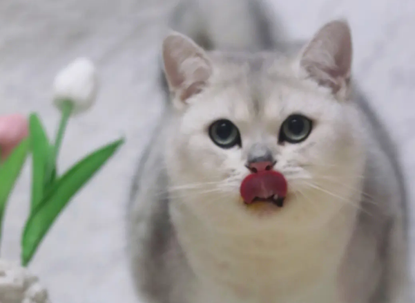 前世是猫现在为人 前世是猫现在为人