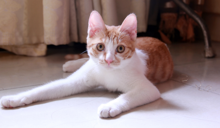 母猫到底该不该做绝育 母猫到底该不该做绝育