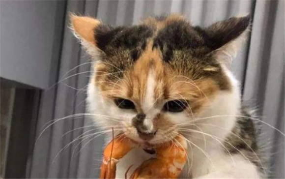 小猫吃虾吐了是什么情况