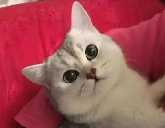 晚上有只猫跑我窗台叫