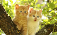 母猫吃掉自己的小猫