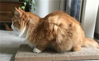 小猫驼背脊椎中段隆起