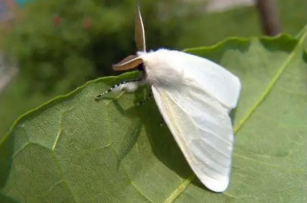 消灭美国白蛾的最佳时期
