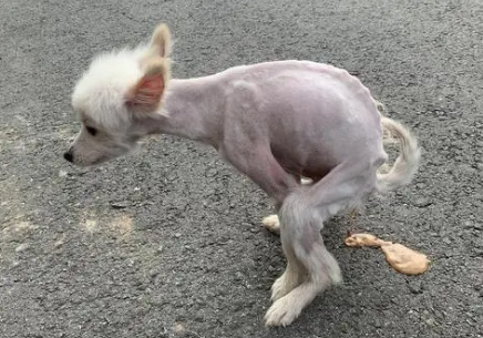 狗毛掉秃了为什么 狗毛掉秃了为什么