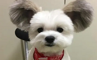米奇狗是什么品种