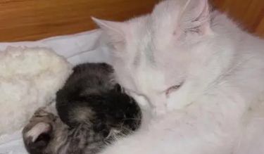 母猫生的都是死胎是咋回事