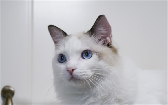 小猫的耳朵有什么作用