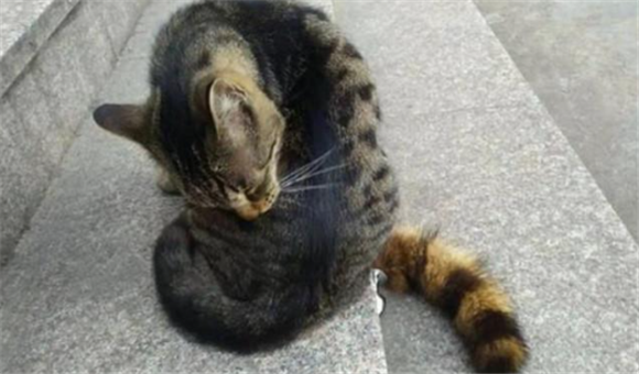 为什么有些猫脾气那么好