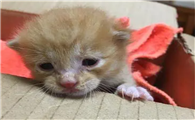 小猫出生几天睁眼