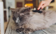 茉莉对猫有毒吗