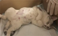 母猫难产三天了还会生吗