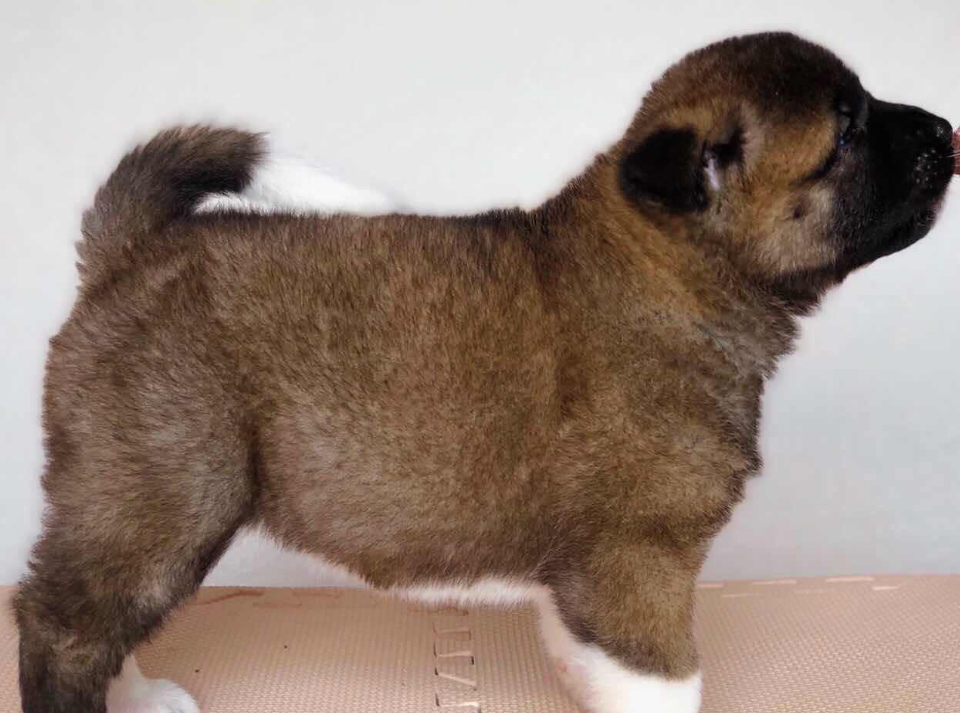 棕熊犬幼犬啥样图片
