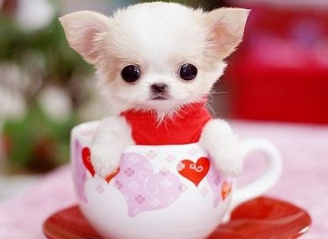 茶杯犬建议穷人养的10种