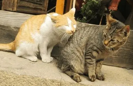 人工帮助猫咪解决生理需要 人工帮助猫咪解决生理需要
