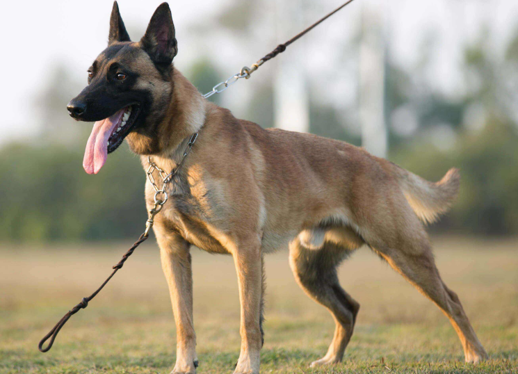 中国马犬和马里努阿犬的区别