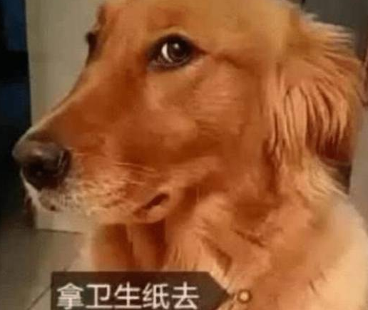 主人上厕所没带纸让金毛去拿,看到狗子拿来的东西,主人顿时火大 主人上厕所没带纸让金毛去拿,看到狗子拿来的东西,主人顿时火大
