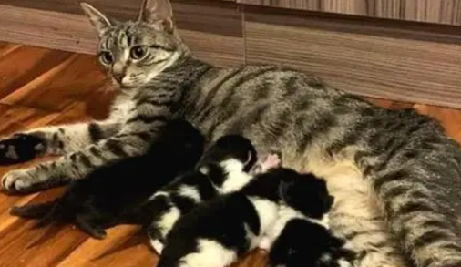 猫妈生了5只小奶猫,主人一个没舍得卖,网友:一家子高颜值! 猫妈生了5只小奶猫,主人一个没舍得卖,网友:一家子高颜值!