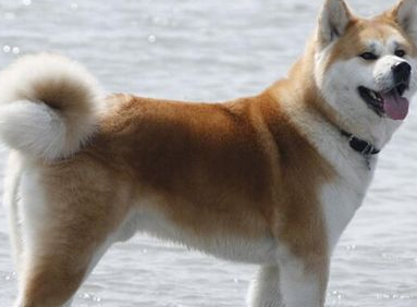 柴犬和秋田犬的区别 犬都有自己特性之处