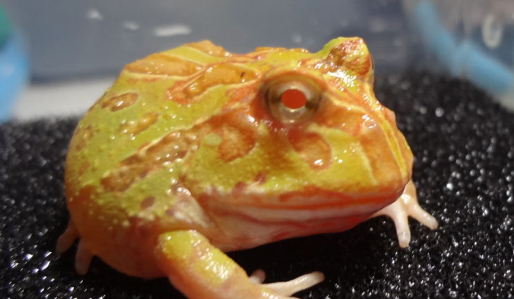 角蛙——容易饲养的最萌大胃王! 角蛙——容易饲养的最萌大胃王!